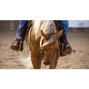 Vita Flex Pro DMG 3000 Horse DMG Concentrate, 4 lbs, 128-Day Supply