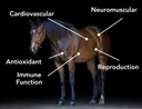 mvp-vitamin-e-5000-15lb-pelleted-vitamin-2.jpg