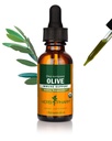 Herb Pharm certificado Olive Leaf extrato líquido orgânico para o suporte do sistema imunológico - 1 onça