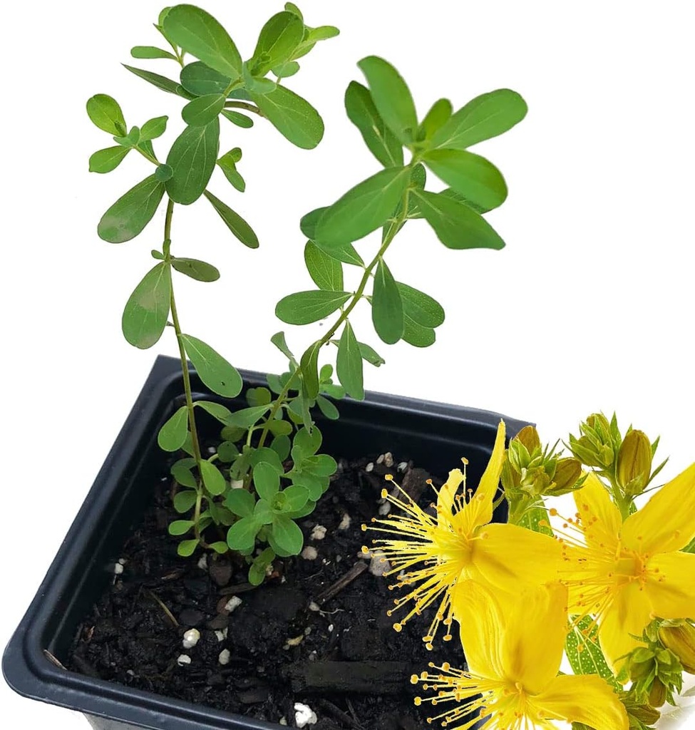 Planta Orgânica de Erva de São João, (Hypericum Perforatum) Pote 2,5 polegadas - Planta Viva de Erva de São João