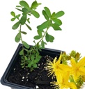 Planta Orgânica de Erva de São João, (Hypericum Perforatum) Pote 2,5 polegadas - Planta Viva de Erva de São João