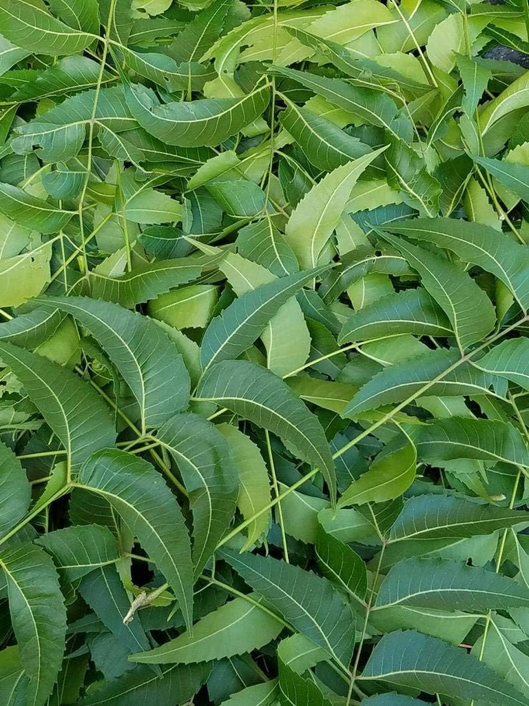 Folhas frescas de Neem, Azadirachta Indica, Margosa, do sul da Flórida. (3 OZ)