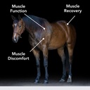 E-Se-Mag (20lb) para função muscular e recuperação em cavalos