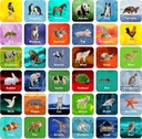 Hebayy 36 par animal correspondência jogo flash cartões apagadas (Cada medidas 2” X 2”)