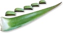 3 libras Orgânica extra grande Aloe Vera Barbadensis folhas verdes