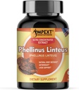 Phellinus linteus Mushroom Extract - Qualidade Premium, Apenas Corpos Frutantes, Antioxidante, Immunity Booster, Suporte ao Fígado, 90 Veg Caps.