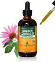 Herb Pharm Certified Echinacea Orgânica Extrato Líquido Echinacea para suporte do sistema imunológico - 4 Onça