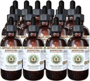 Echinacea Alcohol-free Liquid Extract, Echinacea (Echinacea Angustifolia) Glicerita de raiz seca Hawaii Pharm Natural Herbal Supplement 15x4 oz