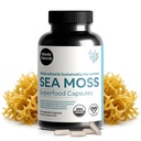 Atlantic Naturals Sea Moss Cápsulas com Moringa, Ashwagandha, Black Seed Oil, Ginger & Ginseng – Atlantic Sea Moss Supplements para Homens e Mulheres – para o Daily Energy & Wellness Blend – 120 Conde