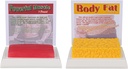 SimCoach corpo humano gordura e músculo réplica 1 Lb, Manter Fit & Fitness Motivação e lembrete, Modelo de gordura muscular humana para nutricionista, Atleta