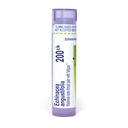 Boiron Echinacea Purpurea 200Ck para dor na garganta com fadiga - 80 Pellets
