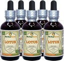 Lotus, Xi Xin (Nelumbo Nucifera) Extrato Líquido de Caules Secados (Nome da marca: HerbalTerra, Proudly Made in USA) 5x2 oz