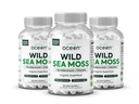 Organics Ocean Wild Sea Moss Cápsulas - 100% Organic Irish Sea Moss com chlorela orgânica, Bladderwrack e vitamina D para energia, saúde do pulmão e suporte da tireóide para mulheres e homens - 3 garrafas