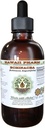 Echinacea Alcohol-Free Liquid Extract, Echinacea (Echinacea Angustifolia) Glicerita de raiz seca Hawaii Pharm Natural Herbal Supplement 4 onças
