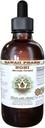 Noni extrato líquido livre de álcool, Noni orgânico (Morinda citrifolia) Glicerite de frutas secas Suplemento de ervas naturais, Hawaii Pharm, EUA 2 fl.oz