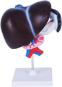 Modelo de Órgão Humano FROON Pancreas Duodenum Modelo de Fígado Ajuda a Anatomia Médica do Fígado Modelo destacável em 3 partes para ferramentas de estudo para estudo escolar