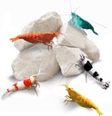 SunGrow Shrimp Rocks, Cálcio, Pedras de Magnésio para Crayfish, Crab Eremita, Caracóis, Cuidados Crustáceos, Decoração de Aquário para Cristal Vermelho, Amano e Camarões Fantasmas, Acessórios Nano Tank, Suprimentos de tanque de peixes